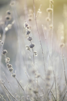 Art Photography Dry plants at winter