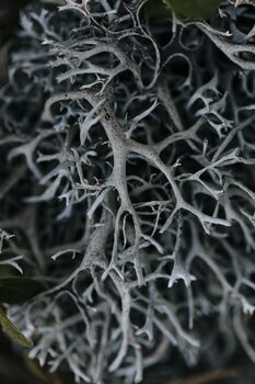 Taide valokuvaus Dry plants from the forest