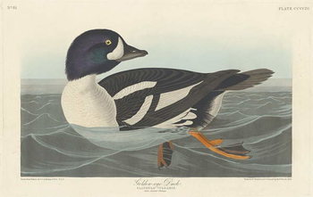 Fine Art Print Golden-eye Duck, 1836