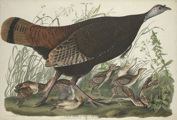 Reprodução do quadro Great American Hen and Young, 1827
