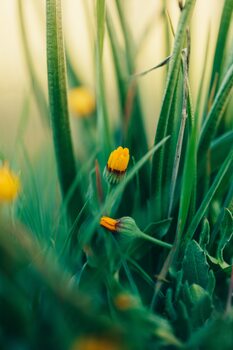 Taide valokuvaus Green-flowers-and-plants-from-nature