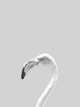 Kuva Grey bird