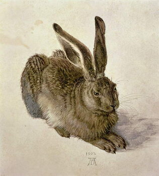 Reprodução do quadro Hare, 1502