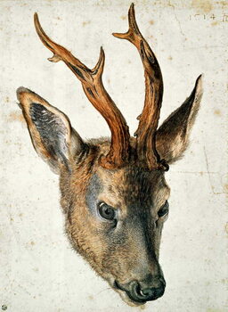 Reprodução do quadro Head of a Roe Deer