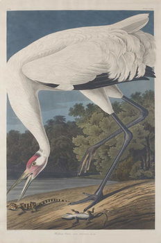 Reprodução do quadro Hooping Crane, 1834