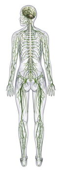 Fine Art Print Human nervous system