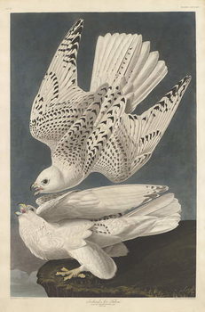 Reprodução do quadro Iceland or Jer Falcon, 1837