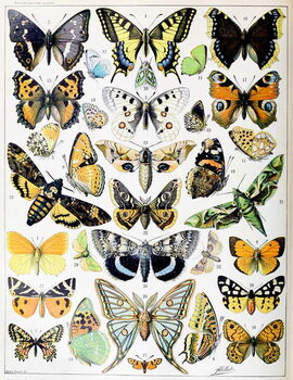 Reprodução do quadro Illustration of  Butterflies and Moths c.1923