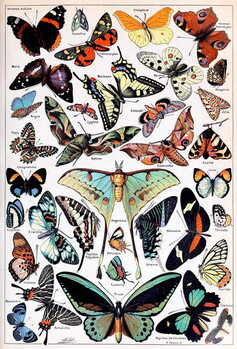 Taidejäljennös Illustration of  Butterflies and Moths c.1923