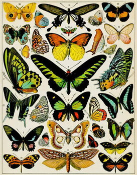 Fine Art Print Illustration of Butterflies and moths c.1923