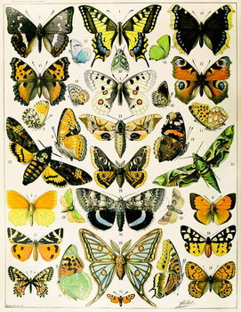 Fine Art Print Illustration of  Butterflies and Moths c.1923