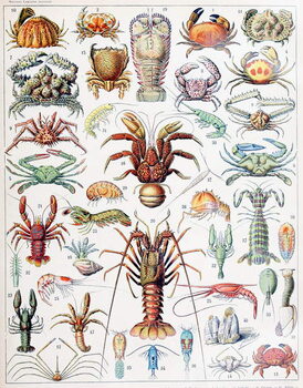 Fine Art Print Illustration of Crustaceans c.1923