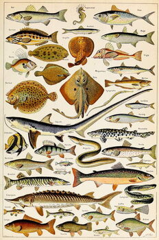 Taidejuliste Illustration of Edible Fish, c.1923