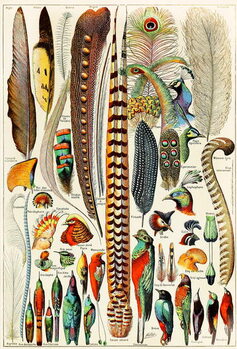 Taidejuliste Illustration of feathers and birds c.1923