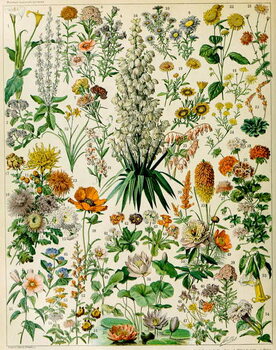 Fine Art Print Illustration of flowering plants c.1923
