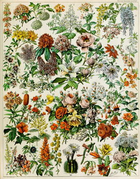 Fine Art Print Illustration of  flowering plants  c.1923