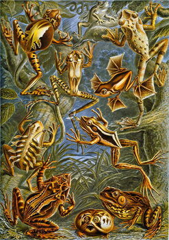 Taidejuliste Illustration of  Frogs and Toads c.1909