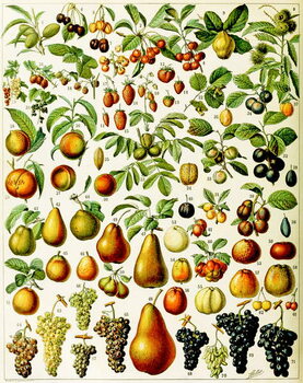 Fine Art Print Illustration of  fruit c.1923