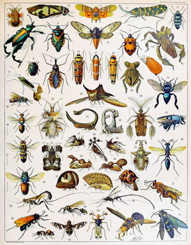 Fine Art Print Illustration of Insects c.1923