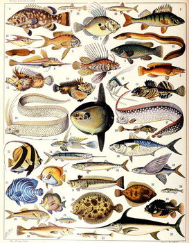 Fine Art Print Illustration of Marine Fish c.1923