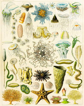 Fine Art Print Illustration of Marine organisms c.1923