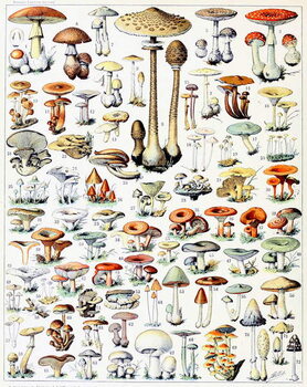 Fine Art Print Illustration of Mushrooms  c.1923