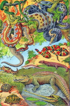 Fine Art Print Illustration of  Reptiles  c.1923