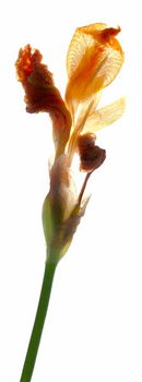 Taidejuliste Iris Yellow, 2011,