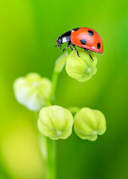 Illustration Ladybird on Lily of the Valley