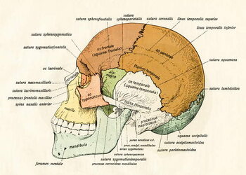 Reprodução do quadro Lateral Diagram of the Bones of the Human Skull, 1906
