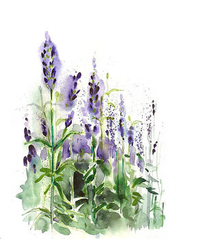 Illustration Lavender field