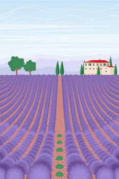 Ilustração Lavender field landscape. Summer vertical background.