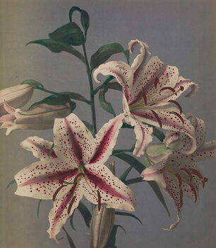 Fine Art Print Lily, 1896