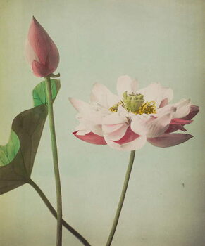 Reprodução do quadro Lotus, 1896