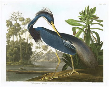 Reprodução do quadro Louisiana Heron, 1834