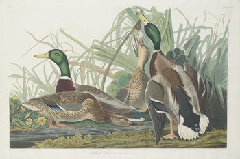 Reprodução do quadro Mallard Duck, 1834
