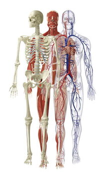 Fine Art Print Models of human skeletal, muscular and cardiovascular systems