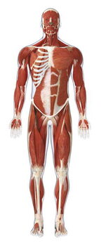 Valokuvataide Muscles of the human body