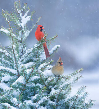 Ilustração Northern Cardinals perched in a snow