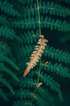 Taide valokuvaus One dry fern blade