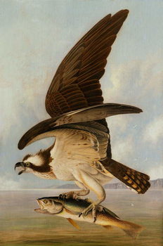 Reprodução do quadro Osprey and Weakfish, 1829