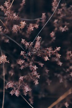 Taide valokuvaus Plants and flowers at golden hour 2