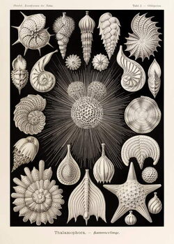Fine Art Print Plate 2 Globigerina Thalamophora