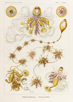 Fine Art Print Plate 7 Epibulia Siphonophorae