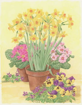 Fine Art Print Pots of Spring Flowers, 2003