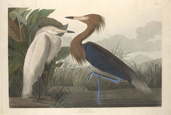 Reprodução do quadro Purple Heron, 1835