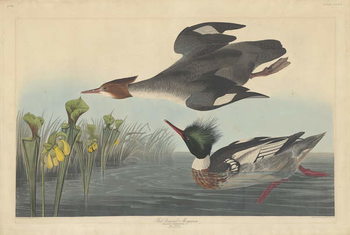 Reprodução do quadro Red-breasted Merganser, 1838