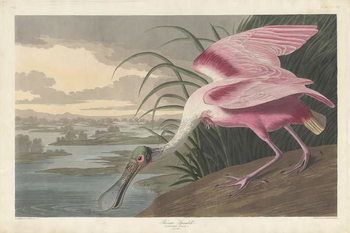 Reprodução do quadro Roseate Spoonbill, 1836