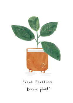 Illustration Rubber Plant