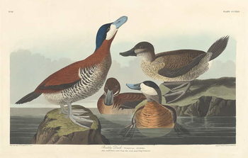 Reprodução do quadro Ruddy duck, 1836
